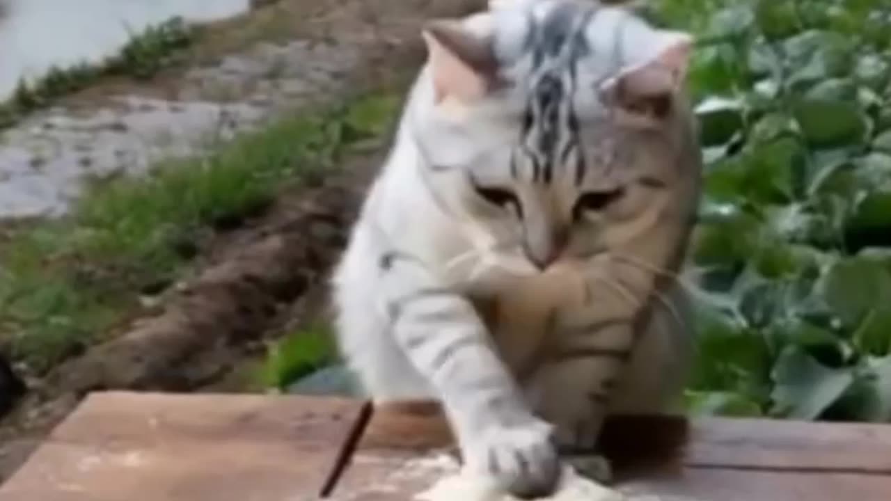 "Adorable Cat Caught in the Act! 🐱😂 | Too Cute to Handle!"