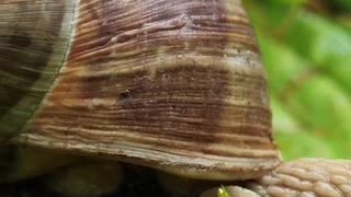 A ERA DOS BICHOS COMPLETO 1.mp4