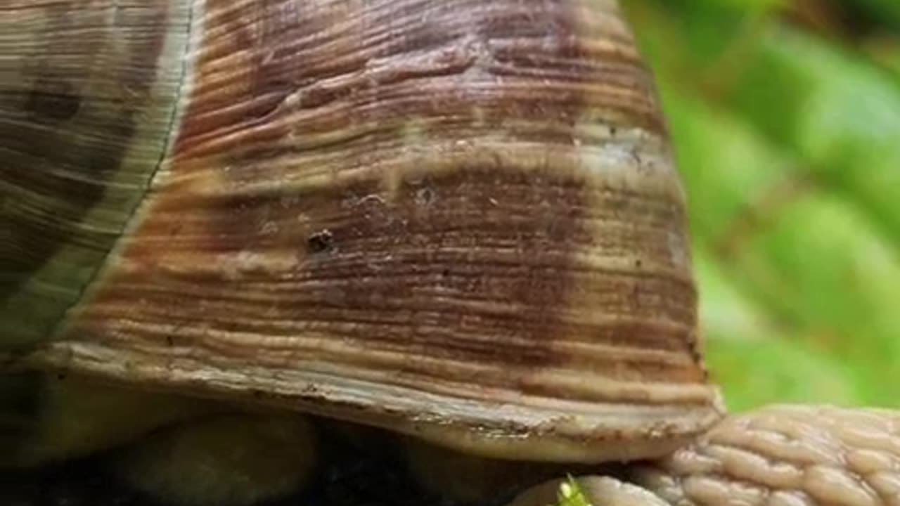 A ERA DOS BICHOS COMPLETO 1.mp4