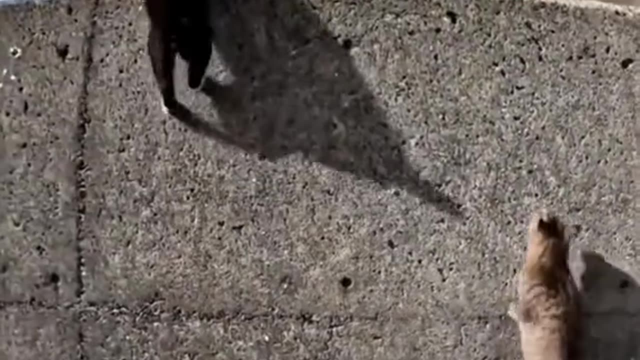 animals