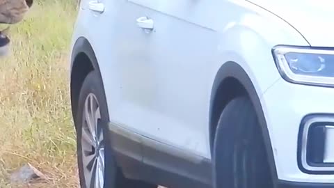 Lion Charges and Sneers at Tourists in their Vehicle