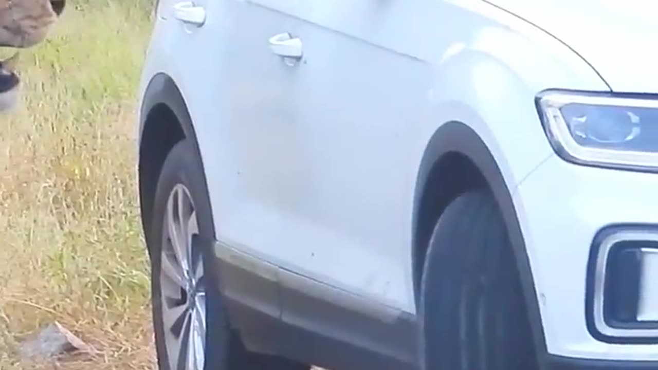 Lion Charges and Sneers at Tourists in their Vehicle