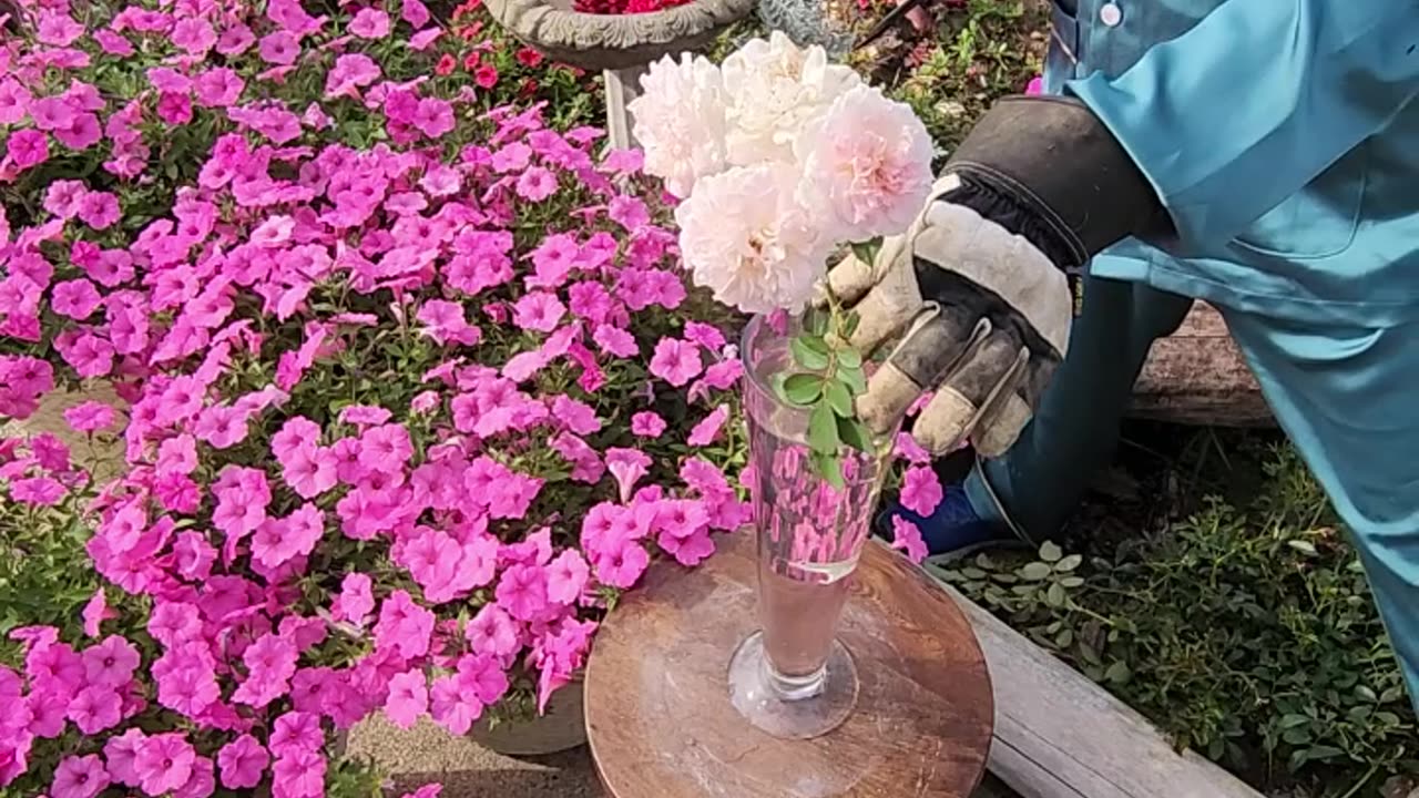 "How to arrange a decadent vase of fresh cut flowers and then have the wind smash the vase to shit."