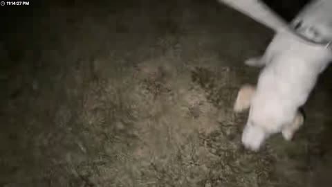 Sam Houston Ate Food! | Mama Zues | VA | tts sub only | LETS GO 🐕 🇺🇸