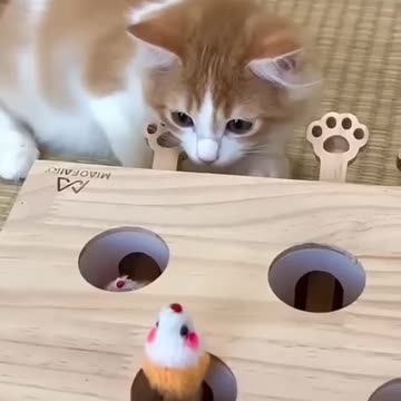 Funny Cat Video🤣🤣🤣
