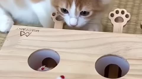 Funny Cat Video🤣🤣🤣