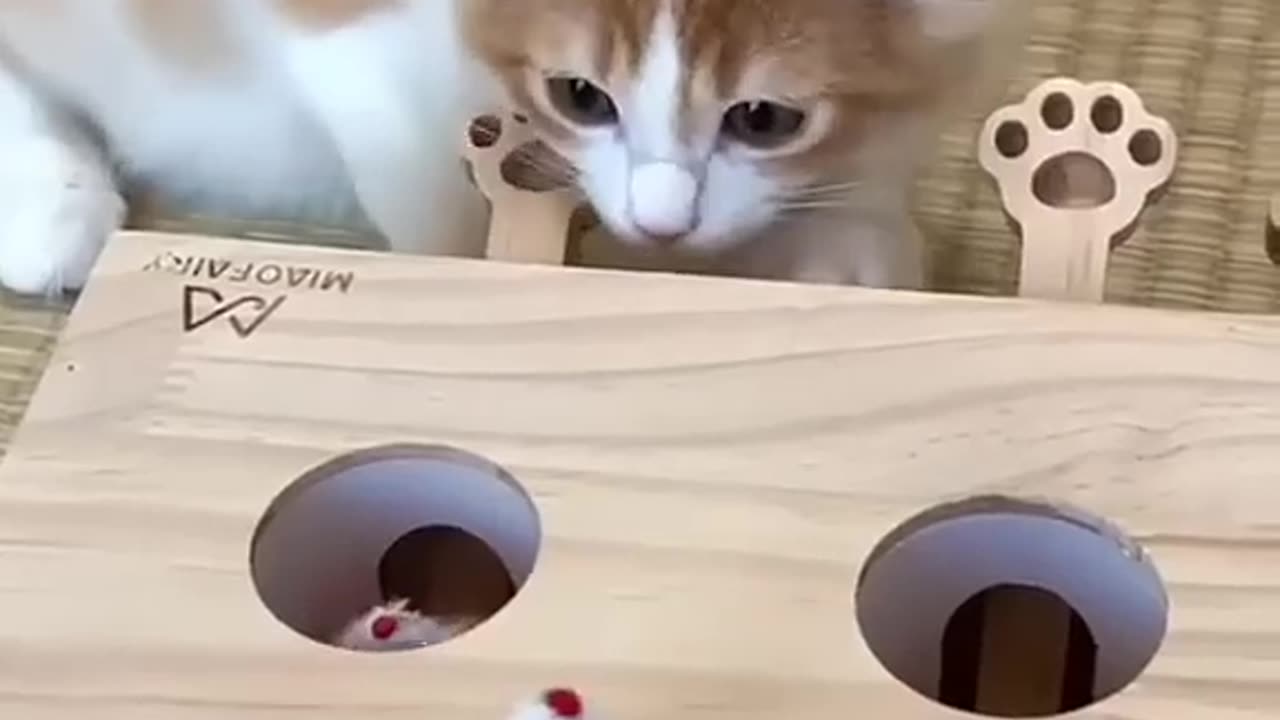 Funny Cat Video🤣🤣🤣