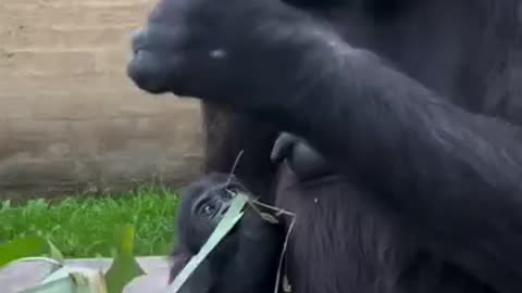 Gorilla 🦍 video with baby 😍
