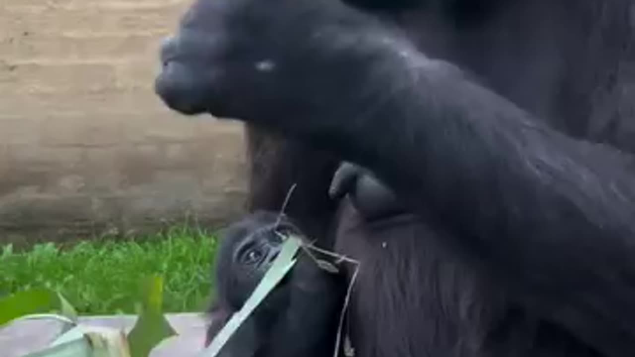 Gorilla 🦍 video with baby 😍
