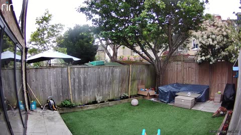 Fox Zoomies