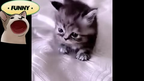 TRY NOT TO LAUGH 😆 Best Funny Videos Compilation 😂😁😆 Memes.