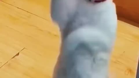 Super cat dance 🥰 #cute #cat #catlover #funny #short #shorts #shortvideo #yt #ytshort #ytshorts