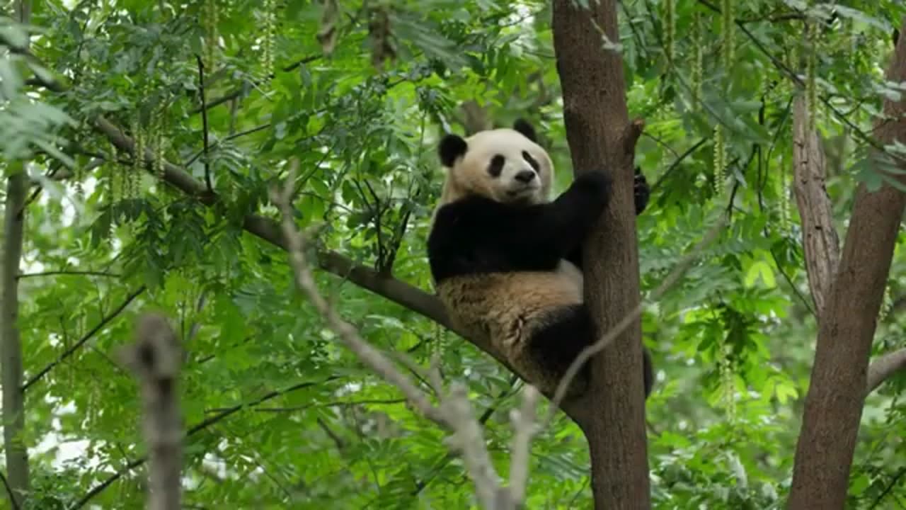 Incredible_4K_Wild_Animals_Videos