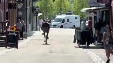 🦌😂 When Elk Need Help, and Help Arrives! | FunFM
