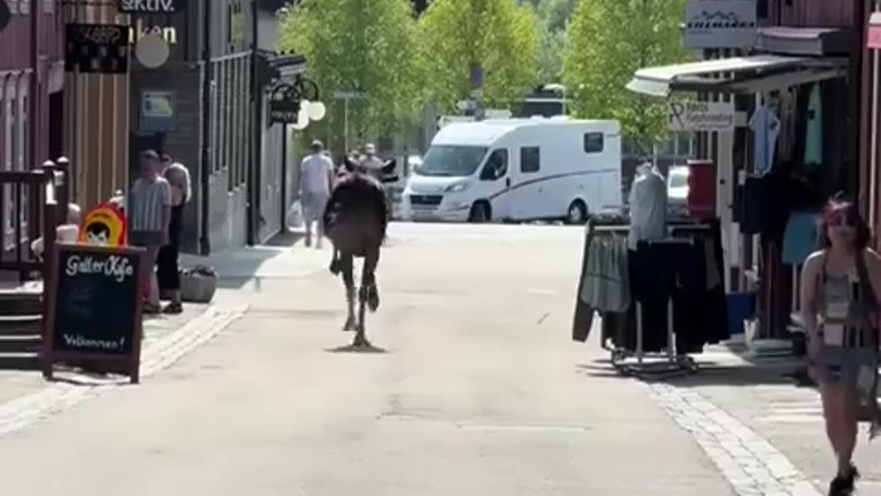 🦌😂 When Elk Need Help, and Help Arrives! | FunFM