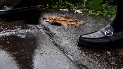 Loafers Step in Crap - Candid