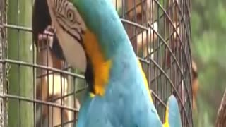macaw