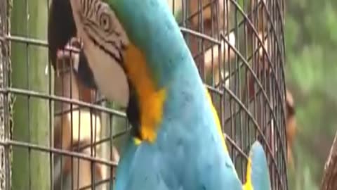 macaw