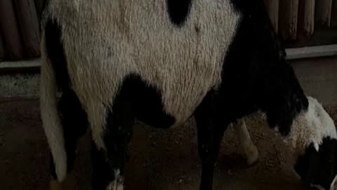 sheep