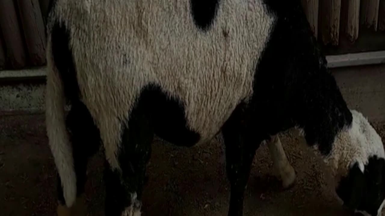 sheep