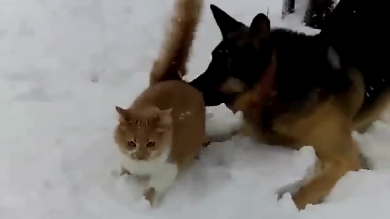 Funny Cat and Dog Moments – Cutest Animal Compilation Ever!