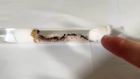 Simulating ants from day 1 to day 100