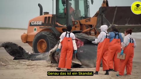 Die Windindustrie mit ihrem Lärm