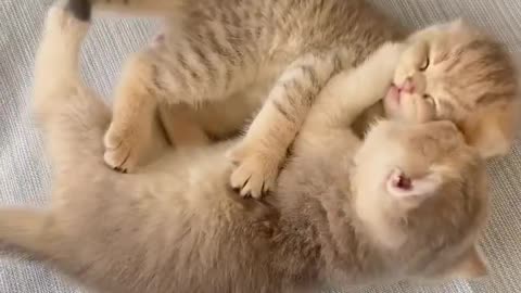 Cuddly Paws 🐾💖