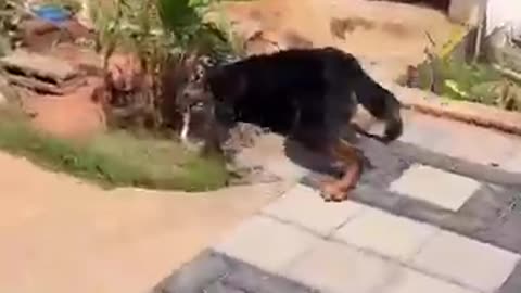 Rottweiler_🐕_vs_cobra_🐍_snake__#rottweiler_#snake_#trending_#shorts_#reels_#vlog_#fight_#dog_#love