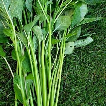Vegetable garden, amaranth stems and cucumber plants
