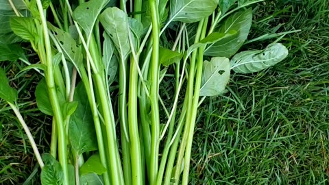 Vegetable garden, amaranth stems and cucumber plants