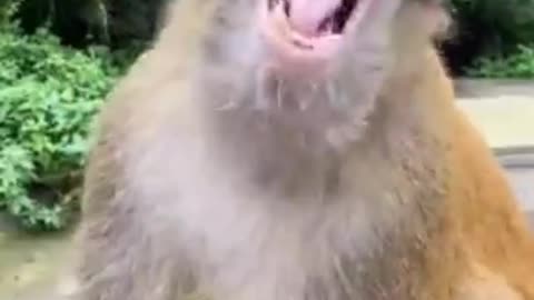 Funny Animal Videos!