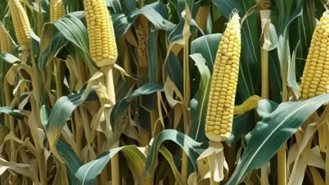 Agrochemical Formulations You Can Trust – NACL India