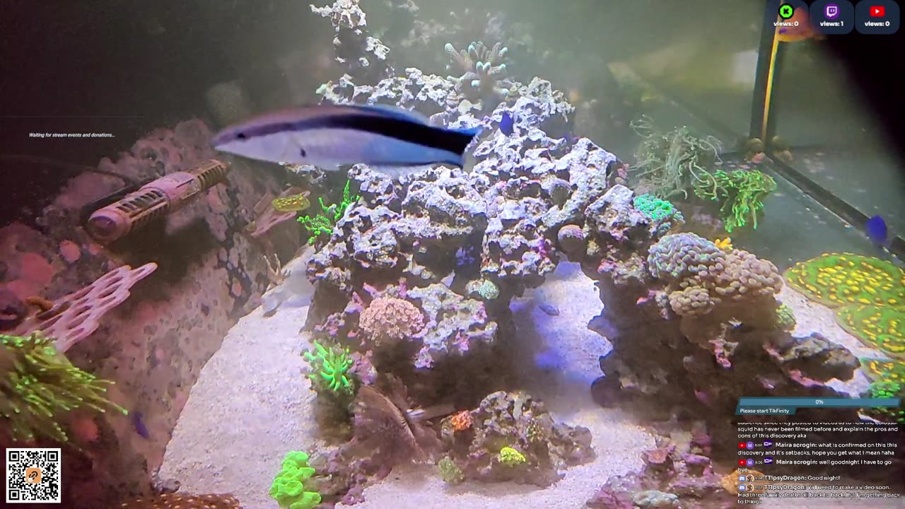 24/7 Real Live Reef Stream
