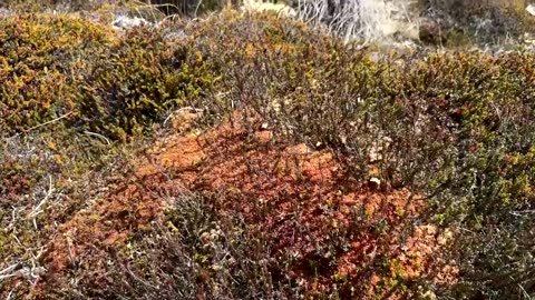 The new push to protect Patagonia's carbon-rich peatlands