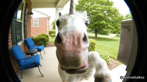 CCTV Camera: Caught Unicorn & Animals Ringing The Doorbell P10