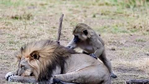 JUST WHY?! 😂😂 This Animal Had ZERO Chill
