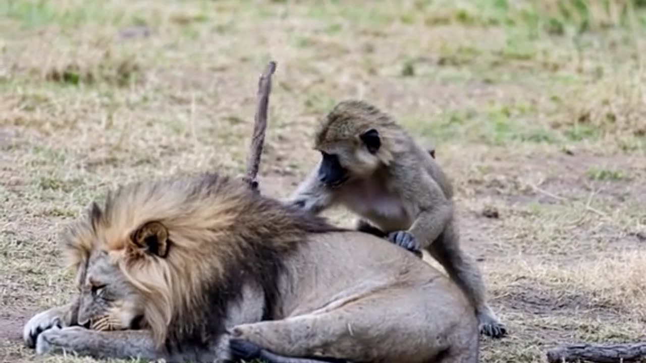 JUST WHY?! 😂😂 This Animal Had ZERO Chill