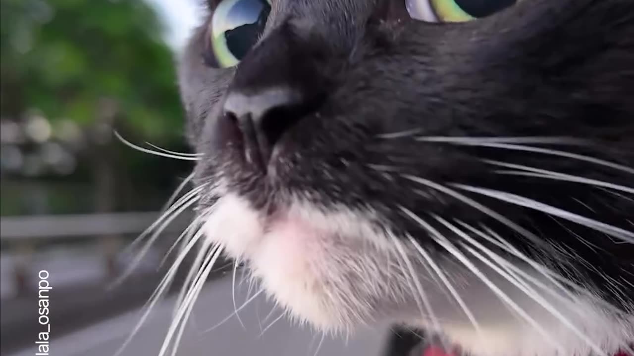 cat funny
