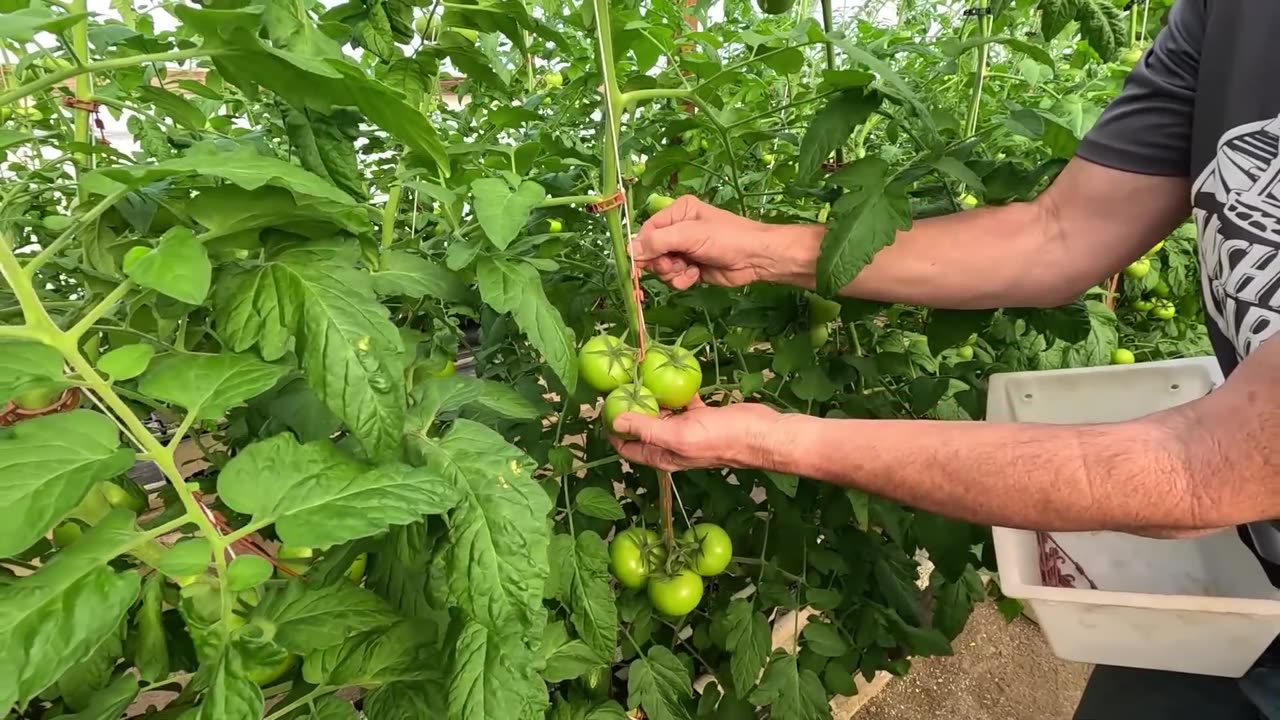 Master Tomato Growing with These 8 Pro Tips 🍅🔥 – Get Bigger, Juicier Tomatoes!