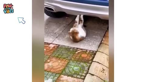 funny video