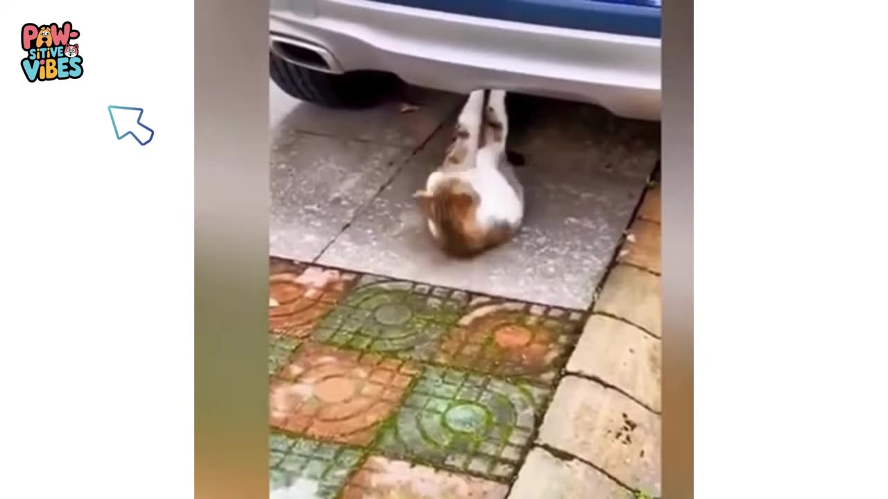 funny video