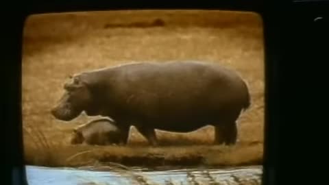 House Hippo