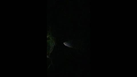 UFO Footage, this interesting clip was shot on July 29th 2025 (Property of Thom Reed)