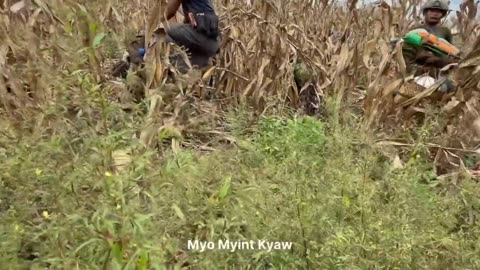 🕊️🔴 Myanmar War | Tatmadaw Showcases Captured Black Panther Column Gear | RCF
