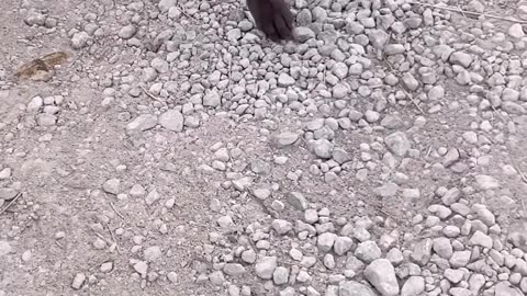 LOVE NEVER FAILS: What happens when you say “yes” to the street dog_ Let Vinny show you -