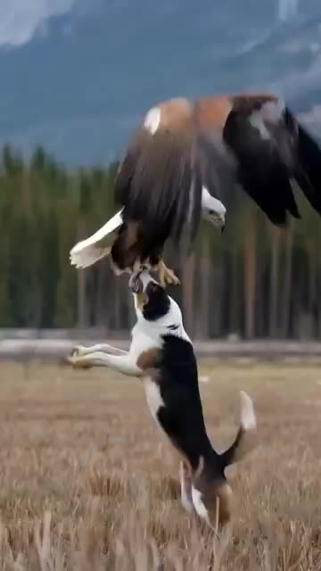 Majestic Eagle Tries to Carry Away Dog – Unbelievable Moment!