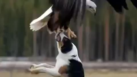 Majestic Eagle Tries to Carry Away Dog – Unbelievable Moment!