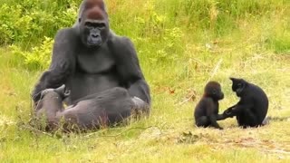 They are having fun