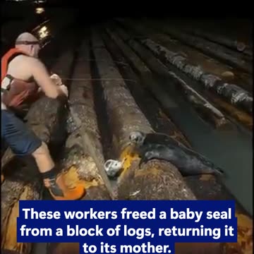 These workers freed a baby seal from a block of logs, returning it to its mother.